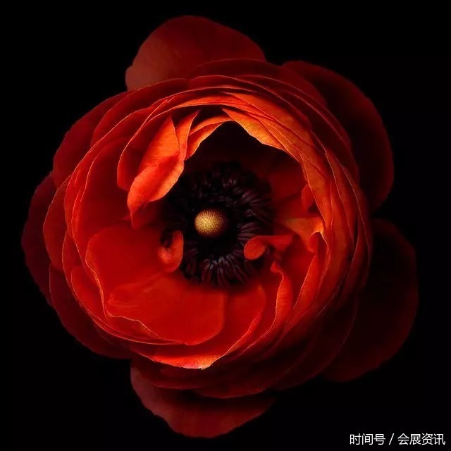 花卉摄影 || 国外摄影师绝美花卉摄影作品