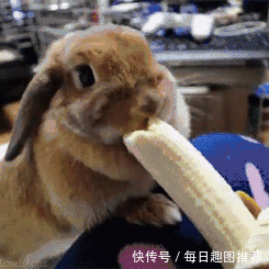 吃,快点吃,等下我要吃香蕉兔子!