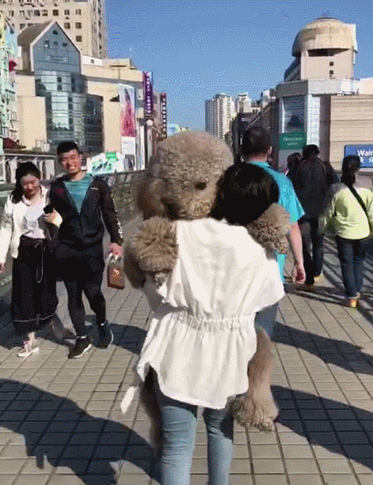 100斤泰迪撒娇要抱抱,女主人咬牙:自己选得狗,哭着也要抱回家