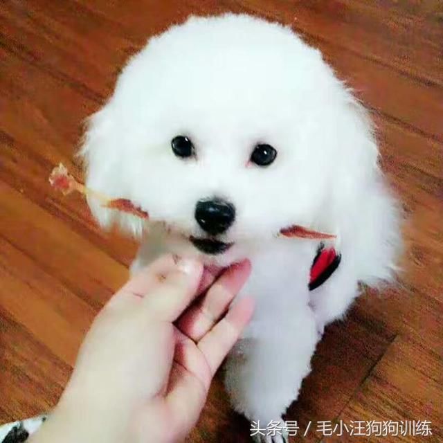 铲屎官趁着狗狗睡觉偷吃团队,没想到刚吃一口零食福建美食节v团队图片
