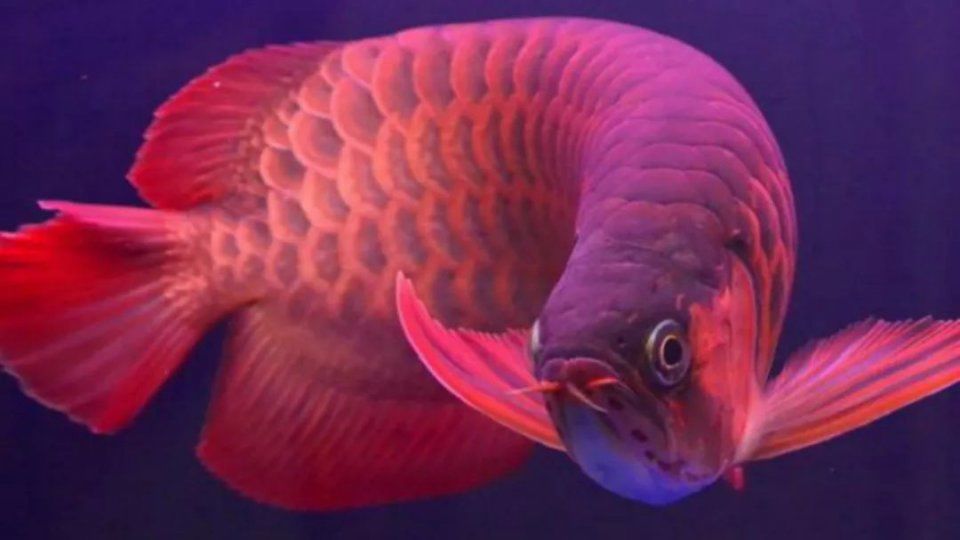 奇闻| 世界上最贵的鱼,500万一条血的红龙,堪称鱼类中
