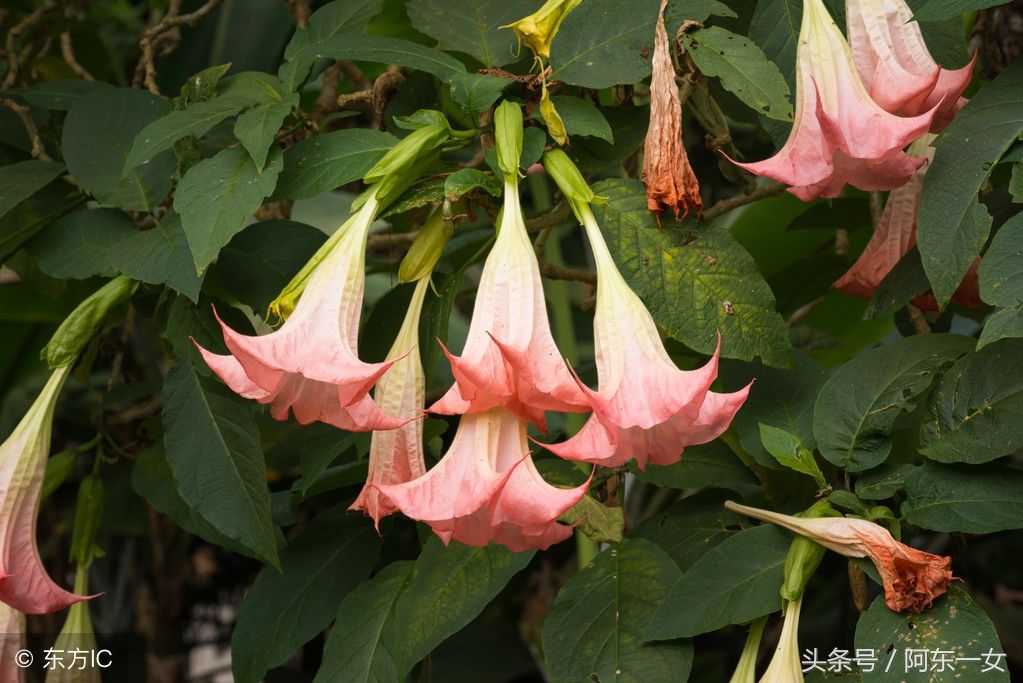 曼陀罗花不仅可用于麻醉,而且还可用于治疗疾病