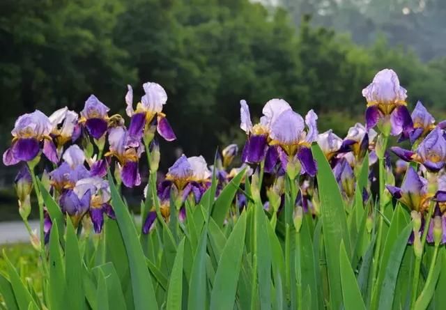 27种 花园常用宿根花卉,你的花园种了哪些?