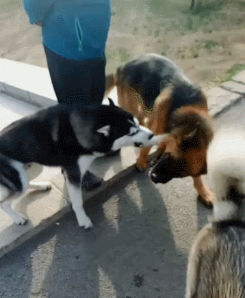 二哈打不过德牧,找个小狗撒气,没想到小的更厉害,丢脸