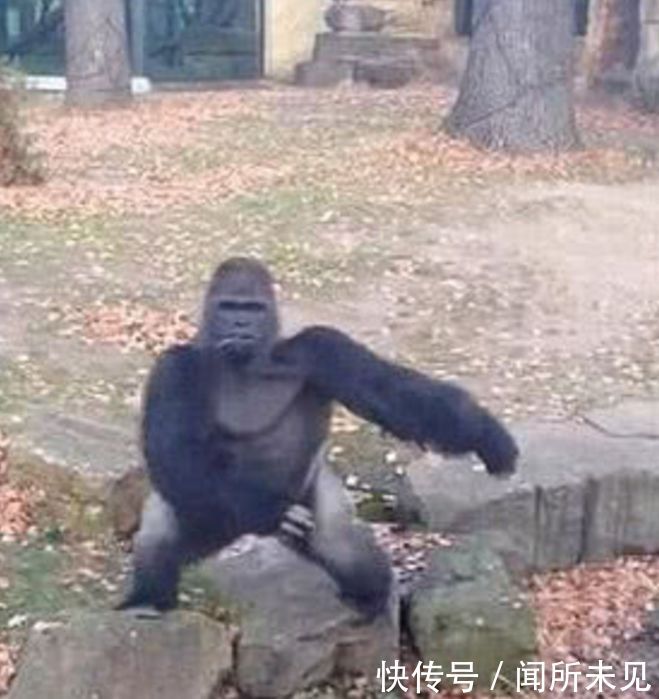 游客乱喊乱叫,大猩猩生气抓起东西扔向游客,人们看清后傻了眼