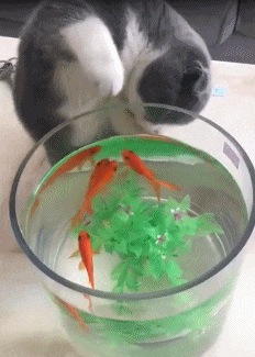 搞笑gif: 无论何时何地, 都挡不住我要成为麦霸心!