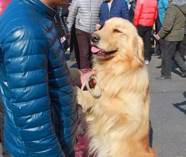 实拍鲁西地区最大狗市,各种狗狗云集在此少数狗身价过万!
