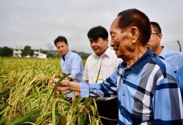 袁隆平,享誉全球的"杂交水稻之父".