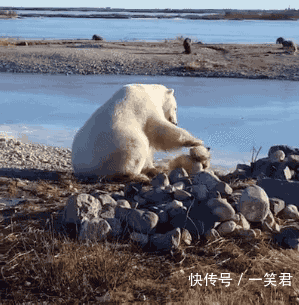 搞笑二哈动态图:最高能二的动物只属于二哈了,哈哈