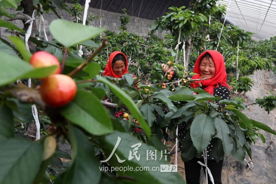 江苏赣榆:错季樱桃上市早 供不应求