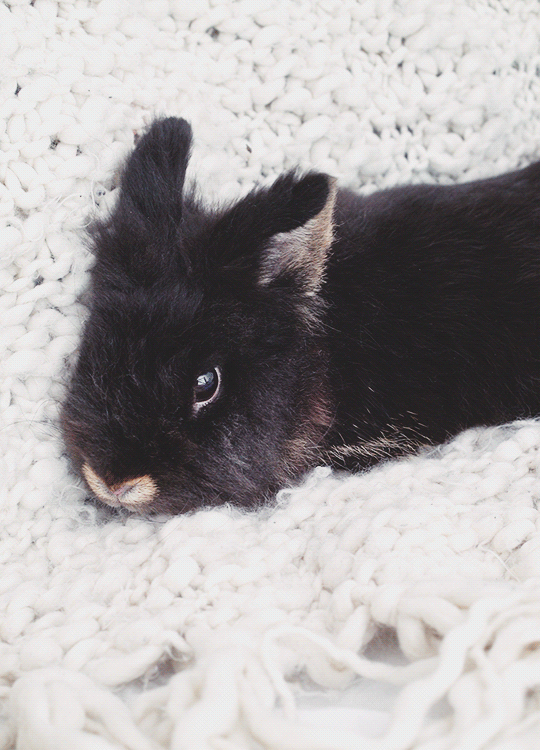 小兔子你是受惊吓了吧!呼吸真的好急促