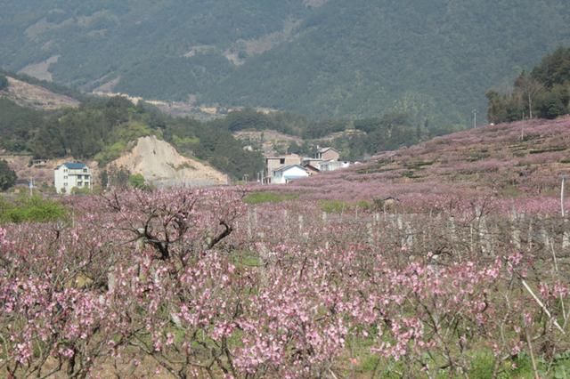 十里桃林艳阳日 宁德福安穆阳桃花节迎万人游客