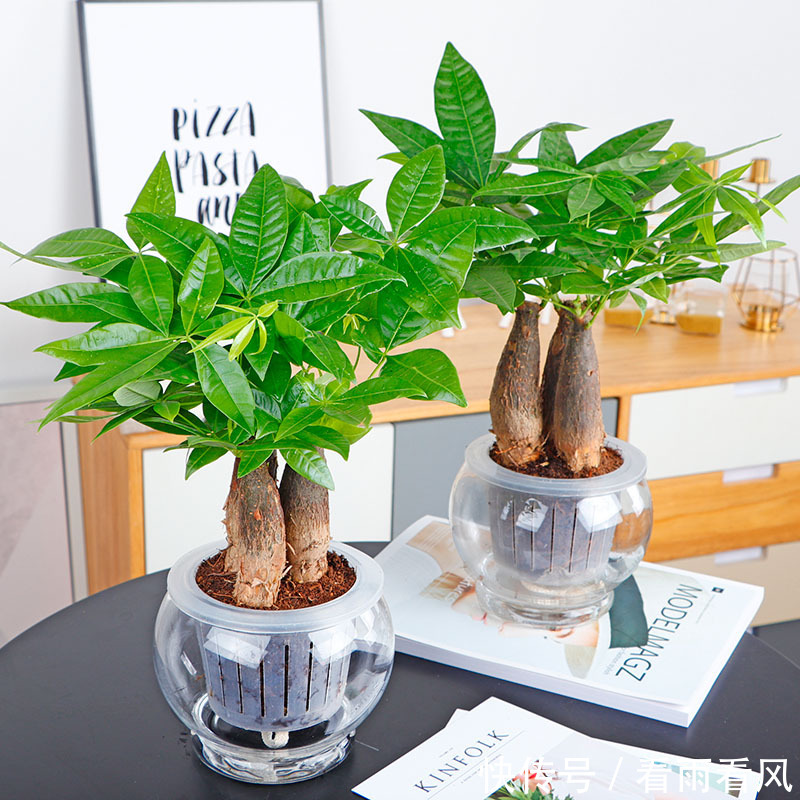 发财树盆栽桌面小盆景