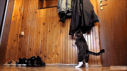 动物也搞笑:曾梦想仗剑天涯