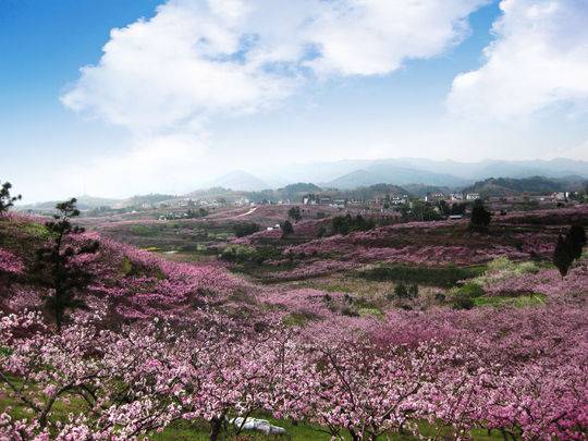 车出成都翻过龙泉山 竟然是13万亩桃花海