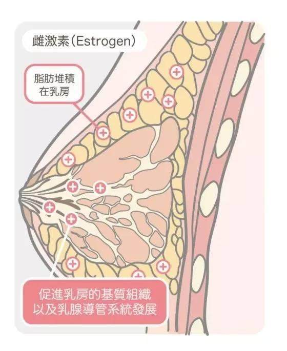 雌激素(estrogen)