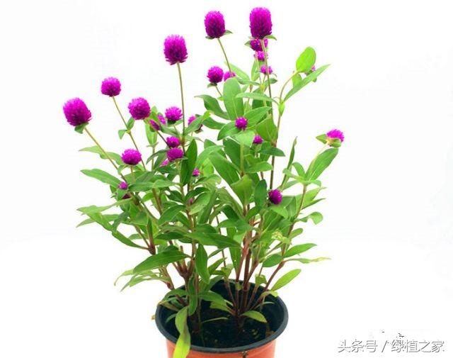 3,属虎的人-吉祥花卉