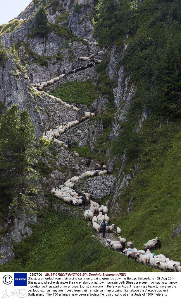 羊群在曲折狭窄的山路穿行(图片来自东方ic)