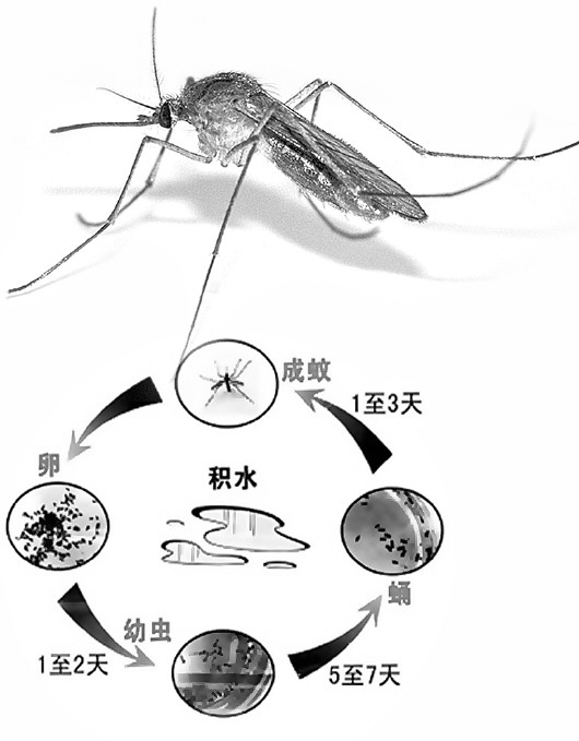 秋天比较常见的是白纹伊蚊,三带喙库蚊,被这两种蚊子咬上一口,立即能