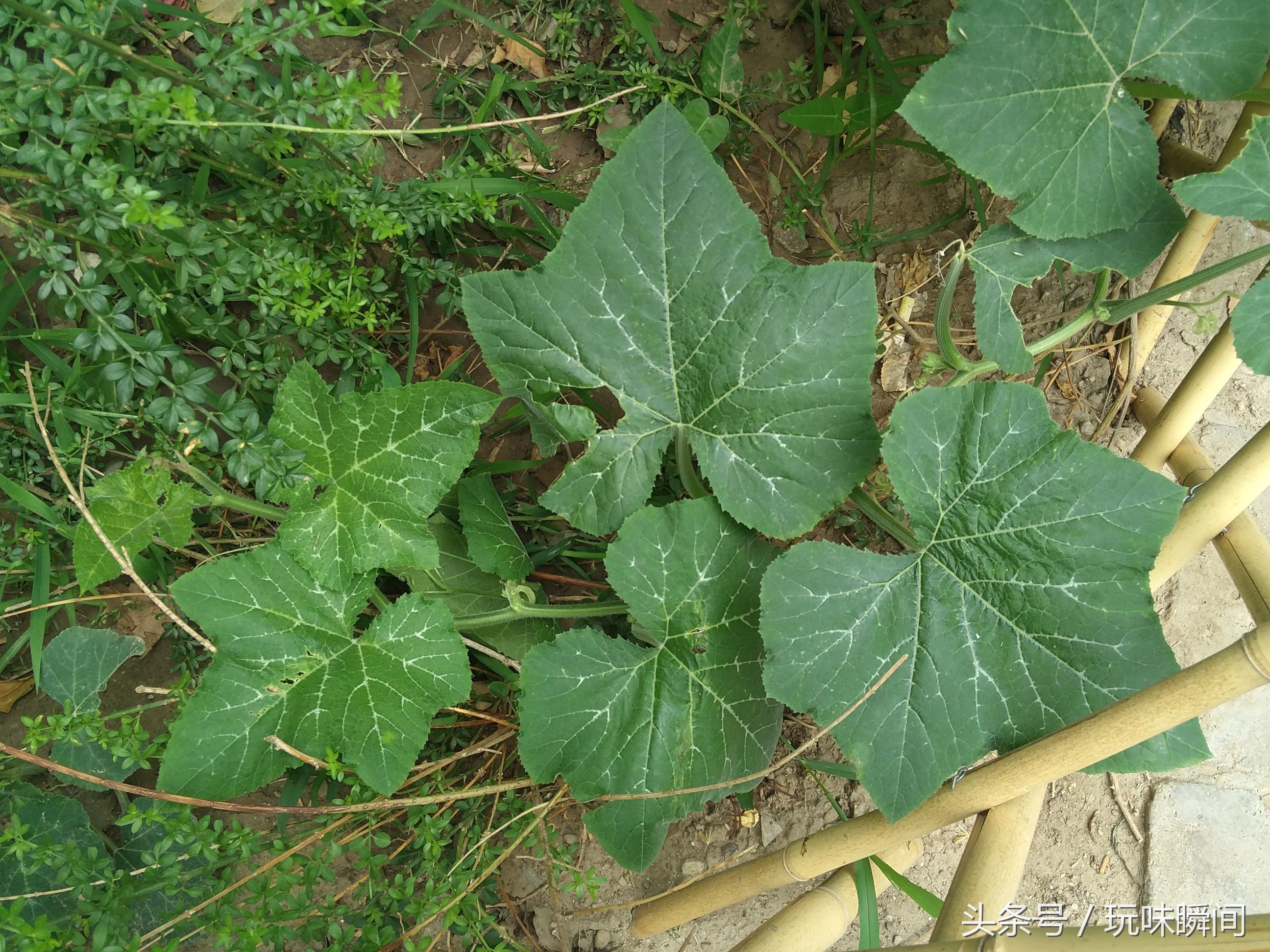 小区里的花花草草:马唐,牛筋草,南瓜,苋菜,山莴苣,高