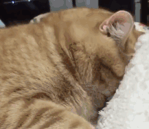 周末了,请让猫咪多睡一会