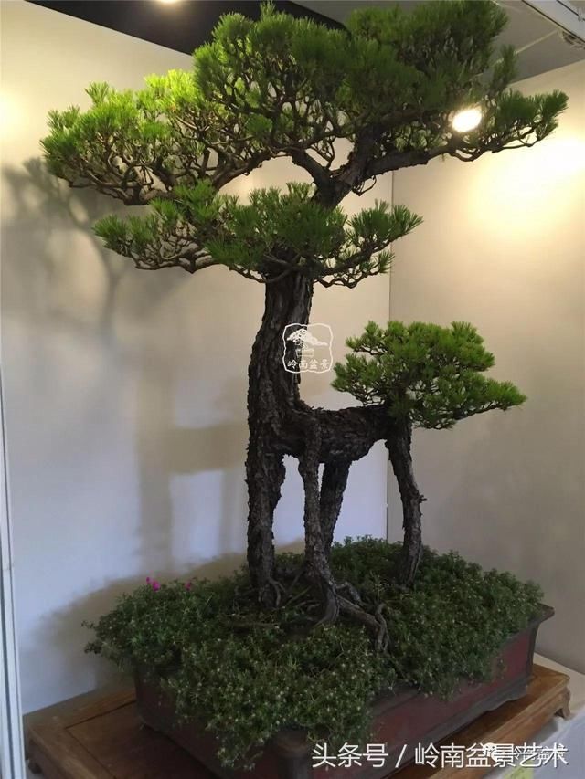 让您的盆景"动"起来!