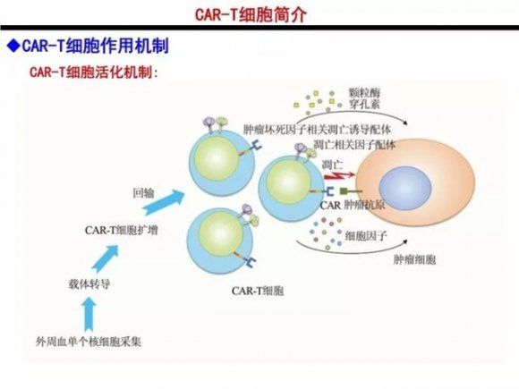 精品课件分享:cart细胞治疗理论和技术丨医麦精品汇