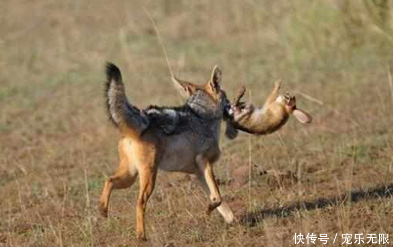 胡狼为一家老小捕猎,捉到野兔还没舍得吃,半路竟杀出一个程咬金