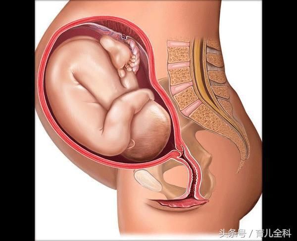 4张胎儿图,看看孕8月宝宝在妈妈肚子里的情况,高兴的让你幸福