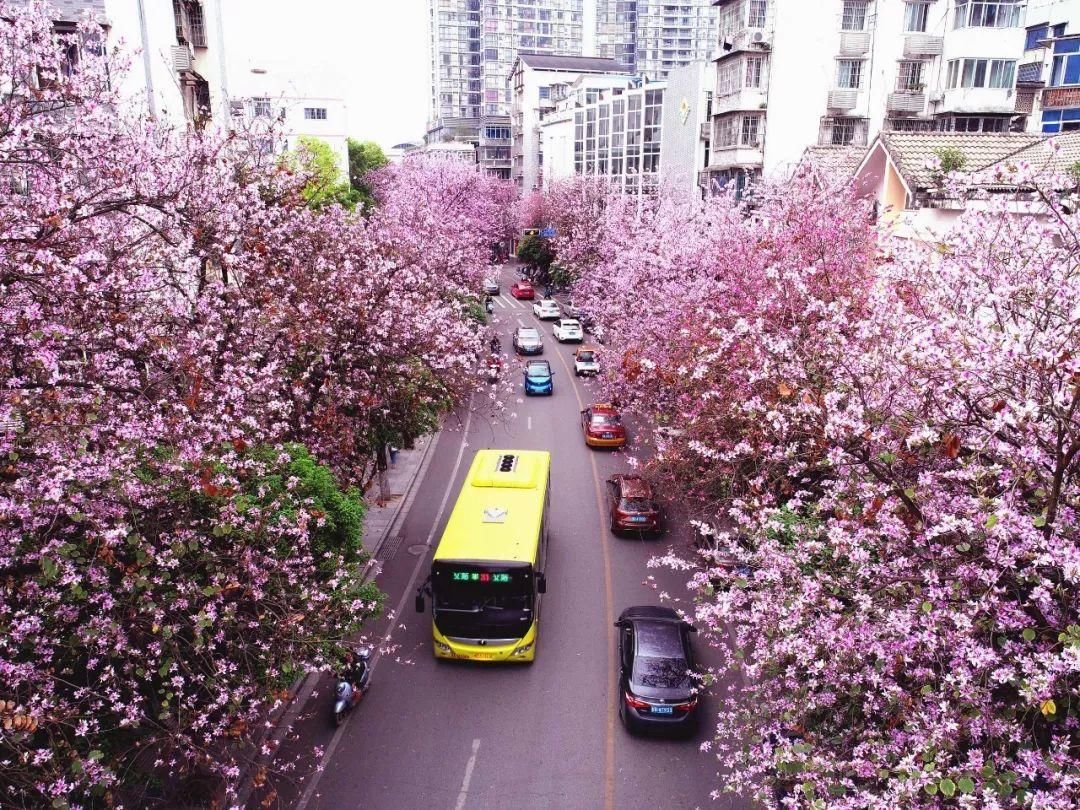 柳州市弯塘路洋紫荆花.王以照 摄