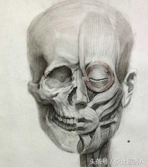 绘画技巧 |素描头像脸部肌肉和骨骼之间的关系该如何处理详细教程
