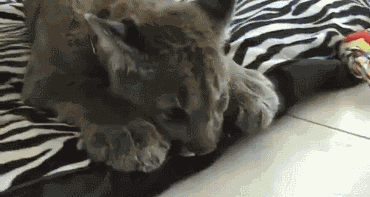 搞笑gif:大爷这虎头画的,简直没谁了,厉害