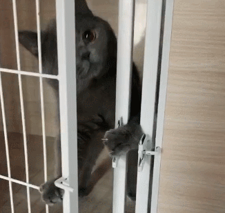 蠢萌猫咪正准备越狱,看到铲屎官那张脸,关门的动作是那么的决绝