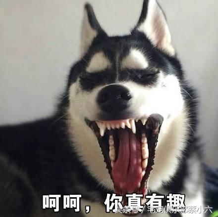 哈士奇的搞笑表情包来一波,萌宠界的搞笑狗狗,二哈独领风骚!