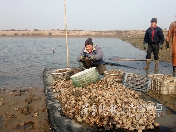 即墨大海螺鲜美上市赶春节,养殖户5个月赚20多万
