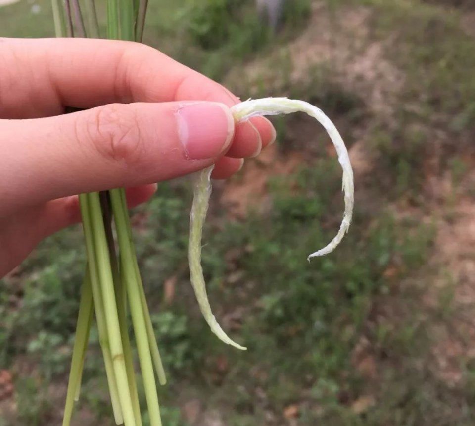 其实,这种茅草真正的学名叫白茅,在农村,有人叫它"甜甜根",也有人叫它