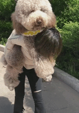 搞笑gif:正确养狗的姿势,小姐姐不容易啊!