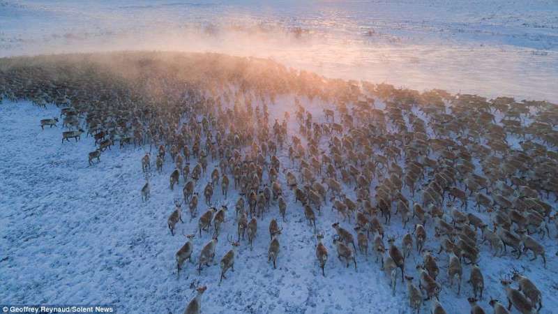 超过3200头驯鹿群聚迁徙,横穿冰原