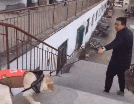 狗狗以为自己要被主人卖掉,突然做出的激动反应让人瞬间鼻酸!