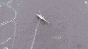 都已经变成咸鱼了还这样折腾人家,太冷酷无情了