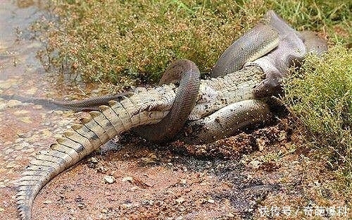 鳄鱼趁蟒蛇不在吃掉蟒蛇宝宝,蟒蛇给宝宝报仇,人们看到感到惊讶