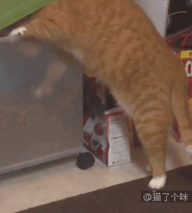 喵星人gif图 : 这就是你减肥失败的全过程