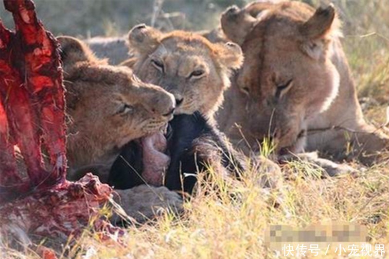 开始大口吃肉,这群狮子估计也是饿极了,没一会就把水牛身上的肉吃光了