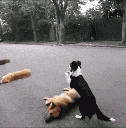 搞笑图片:大哥,你这偷拍水平也太酷了吧!