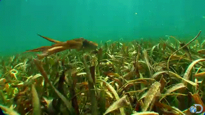 看到这些水草,总感觉特别的舒服