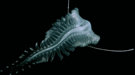 科学家拍到的深海生物,长得很有想象力!