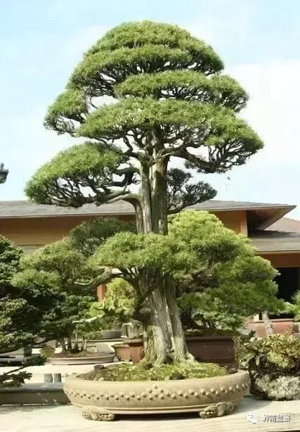 文人树直杆型最为常见,其次是丛林式直杆盆景,还有就是大树型直杆盆景