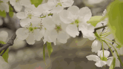 州司门 梨花