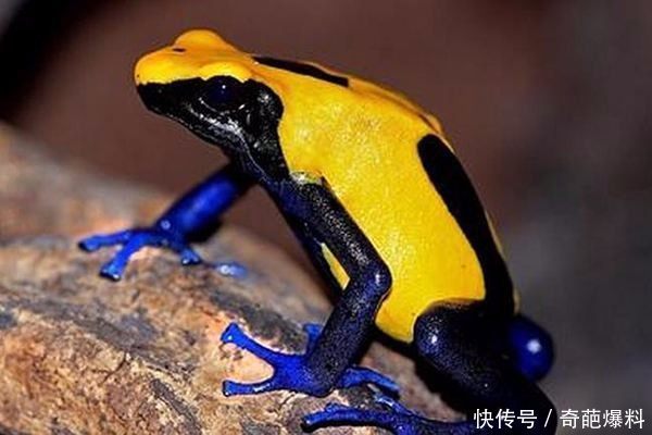 全球"十大毒王"排行榜,恐怖毒液,一克可致一万五千人