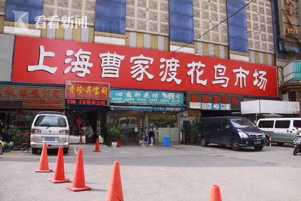 曹家渡花鸟市场年底关闭 别急!普陀还有这些特色花鸟市场可以逛